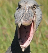 Истошный крик пеликанов
