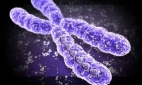Искусственную хромосому разработали специалисты ИСПЧ