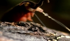 Российские учёные обнаружили новый вид бархатных червей