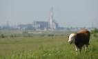 Самым экологически чистым городом в России признан Курск 