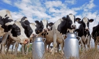 Производители молока отказываются от субсидий 
