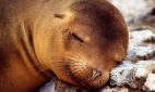 Морские млекопитающие могут не спать сутками