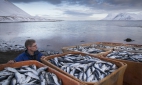 Росрыболовство: цена на российскую рыбу по пути на прилавок вырастает в три-четыре раза