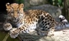 Пятиклассник из Подмосковья за защиту леопардов получил право дать имя хищнику