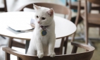 Крупнейшее в Европе кошачье кафе открылось в Петербурге
