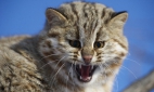 Сибирские ученые создадут гибрид домашней кошки и краснокнижного дальневосточного кота