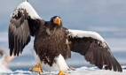 Стражи Восточного Босфора: как орланы зимуют во Владивостоке
