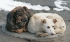 Эксперт: защитить бездомных животных можно только объединив усилия государства и общества