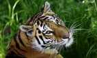 Во Владивостоке отметят День тигра