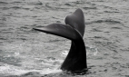 В западной части Охотского моря впервые обнаружены плотоядные киты